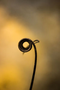 Close-up of spiral wire against sky during sunset