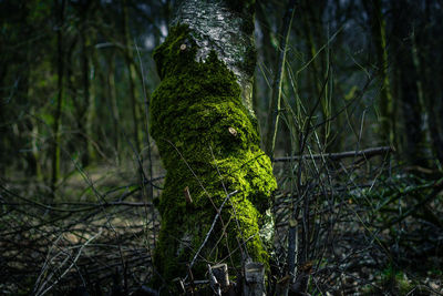 Close-up of lizard on tree in forest