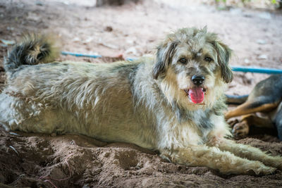 Portrait of dog relaxing on rock