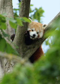 Portrait of squirrel on tree