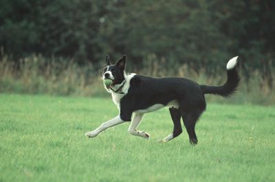 Dog running on grassy field