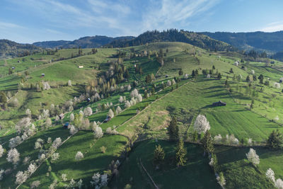 Spring rural landscape with blooming trees in the mountain area, of bucovina - romania. 