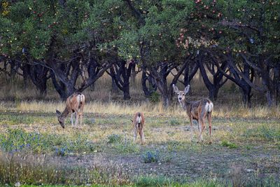 View of deer in the forest