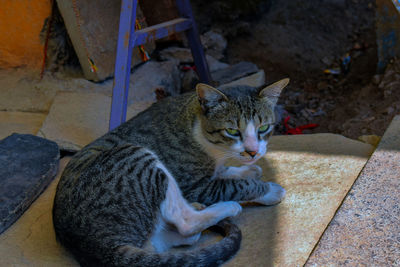 High angle view of cat resting outdoors