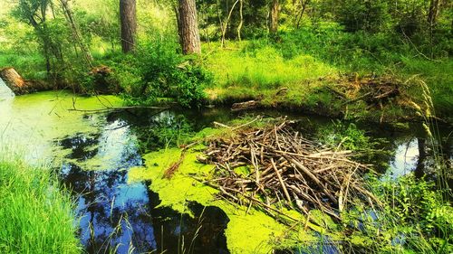 Scenic view of lake in forest