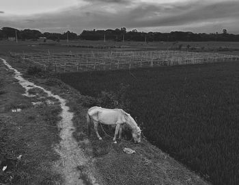 View of a horse on field