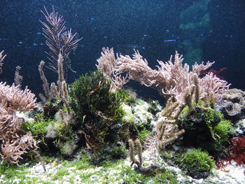 Trees growing on rocks