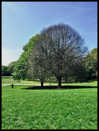 Trees on grassy field