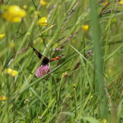 Close-up of butterfly pollinating on purple flower