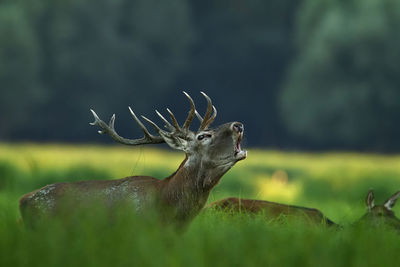 Deer rut in kopacki rit, croatia