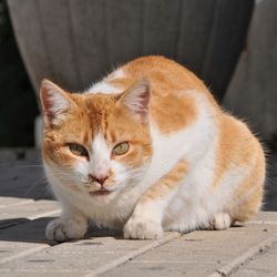 Portrait of cat sitting outdoors