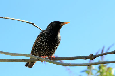 Low angle view of bird perching on branch against sky