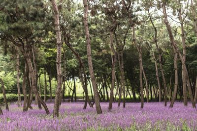 Scenic view of pink flowering trees in forest
