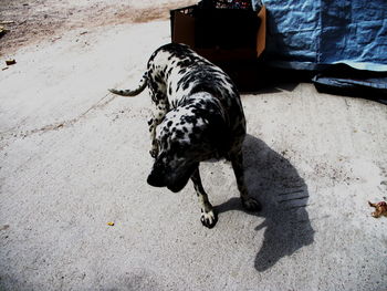 High angle view of dog on street in city