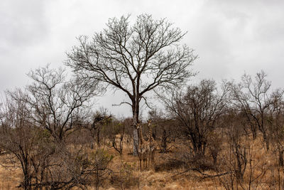 Bare trees on field against sky