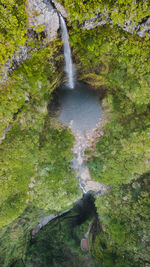 Scenic view of waterfall amidst trees in forest