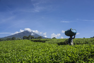 Farmer on agricultural field during sunny day