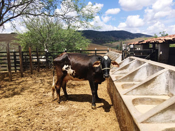 Horse standing in a pen
