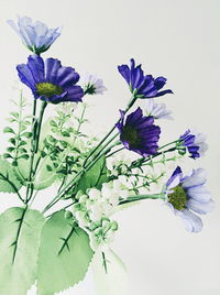 Close-up of purple flowers blooming outdoors