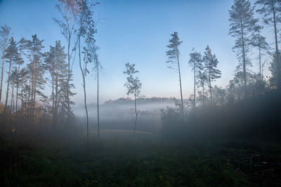 Trees in forest against sky