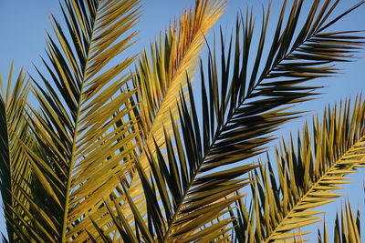 Low angle view of palm tree against clear sky