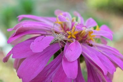 Close-up of insect on pink flower