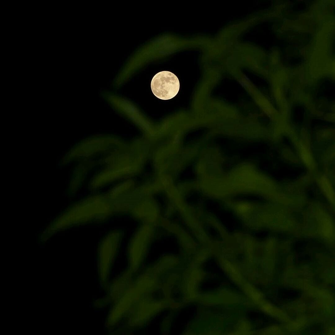 moon, night, full moon, beauty in nature, nature, astronomy, tranquility, planetary moon, growth, circle, green color, tranquil scene, close-up, outdoors, scenics, no people, sky, copy space, low angle view, idyllic