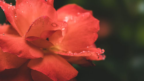 Close-up of wet pink rose