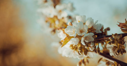 Close-up of cherry blossom on tree