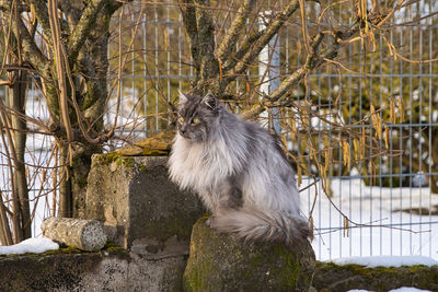 Cat sitting on a tree