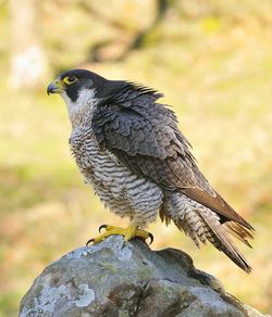 Close-up of bird perching on rock