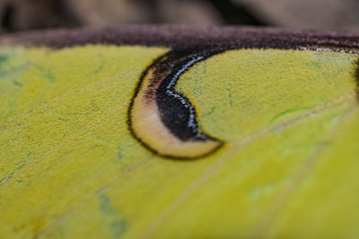 Macro shot of yellow butterfly