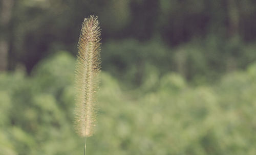 Close-up of stalks in sunlight