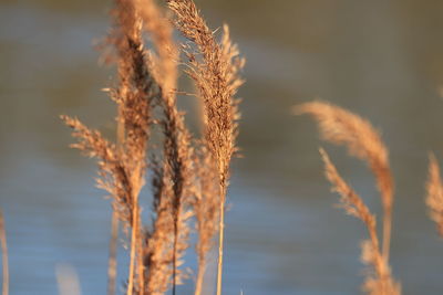 Close-up of plant