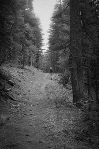 Trees in forest against sky