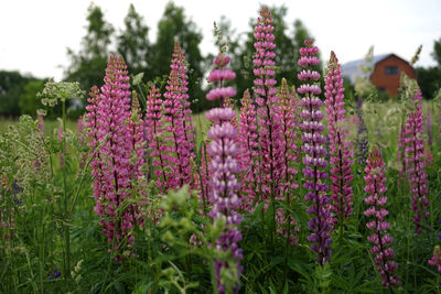 Close-up of purple flowering plants on field against sky