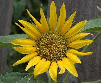 Close-up of yellow flower