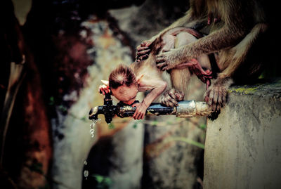 Monkeys in a drinking water