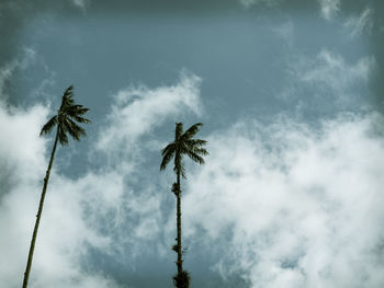 Low angle view of coconut palm tree against sky