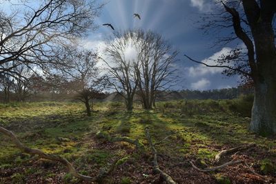 Bare trees on field against sky