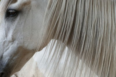 Close-up of white horse