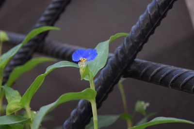 Close-up of purple flower