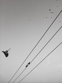 Low angle view of birds flying against clear sky