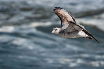 Seagull flying over sea