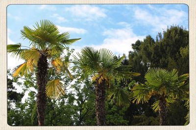 Low angle view of palm trees