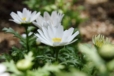 Close-up of white flowering plants