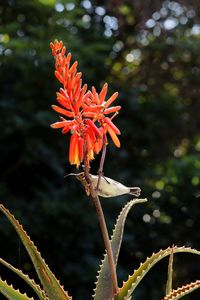 Close-up of orange flowering plant