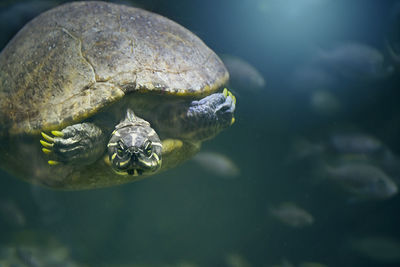 Close-up of turtle swimming in sea