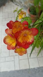 Close-up of orange flowers blooming outdoors