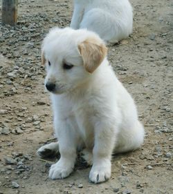 White dog sitting on field